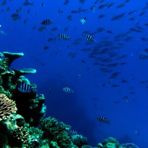 Great Barrier Reef undersea /Brain Of Interest