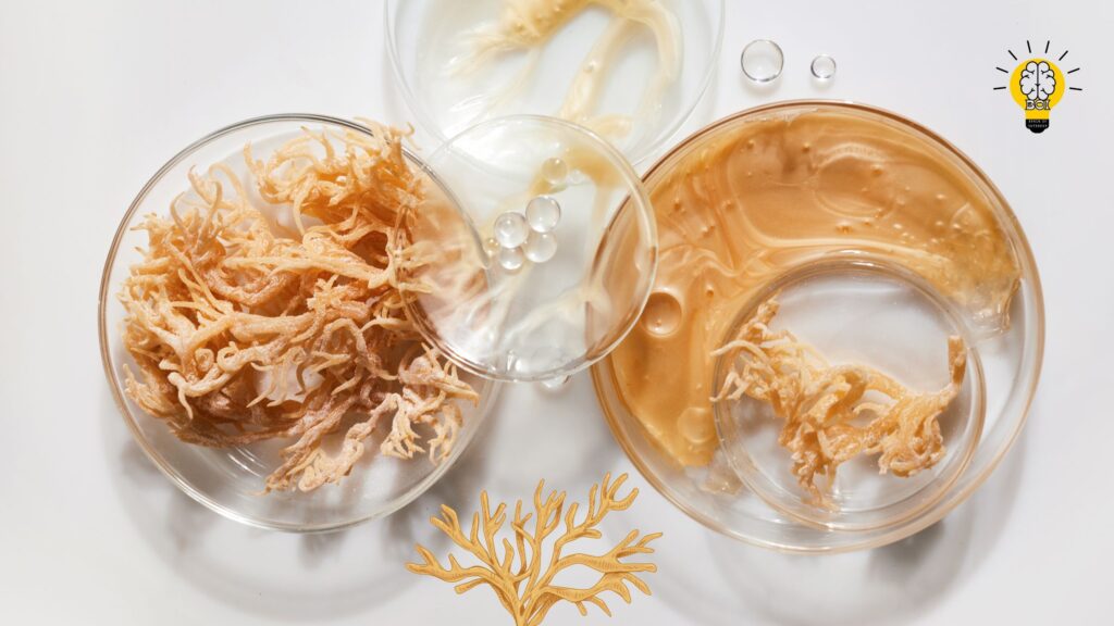 Sea Moss Benefits for Glowing Skin: A Natural Skincare Solution | Brain Of Interest